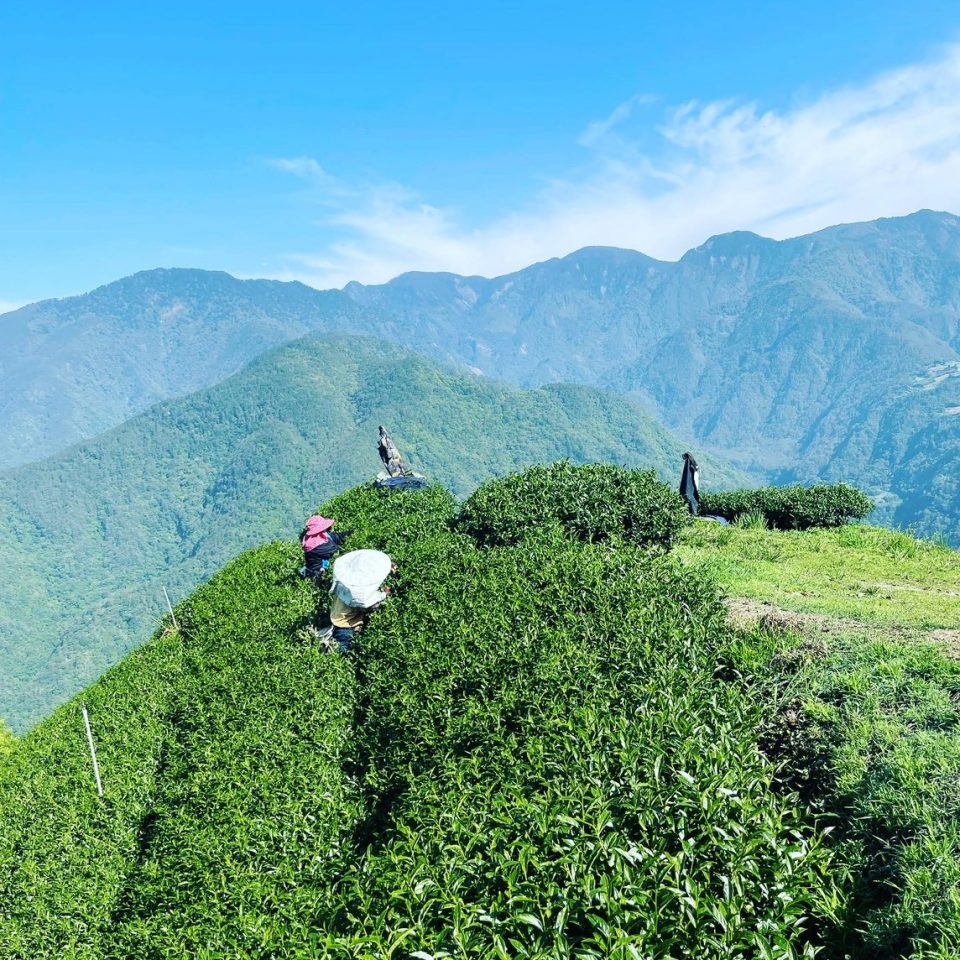 LINE_ALBUM_茶園_260226_1